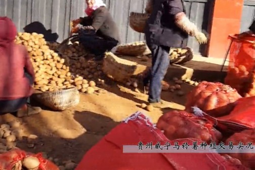 貴州威寧馬鈴薯采挖交易實錄 ()
