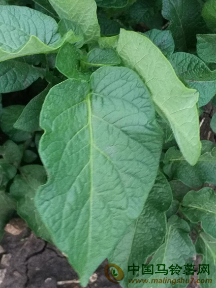 內蒙古牙克石市馬鈴薯接近花期02