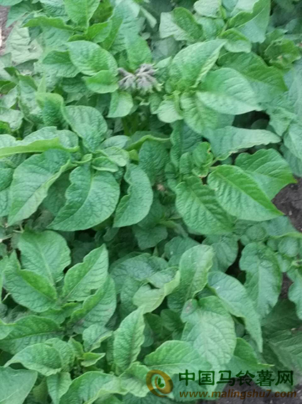 內蒙古牙克石市馬鈴薯接近花期04