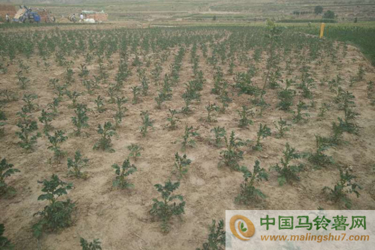 甘肅定西現嚴重旱情　馬鈴薯發育停滯或絕收01