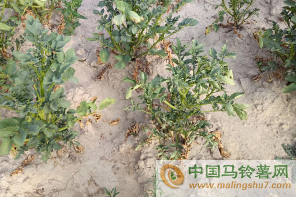 甘肅定西現嚴重旱情　馬鈴薯發育停滯或絕收02