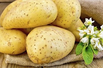 土豆切開不變黑是轉基因土豆嗎？ ()