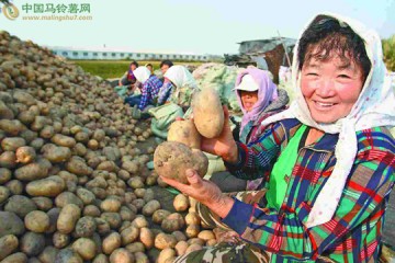 烏蘭察布召開馬鈴薯生產系列服務學術研討會 ()