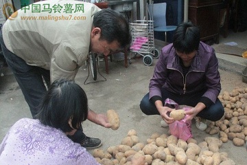 舟山：農戶忙備冬種馬鈴薯新品種 ()