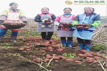 貴州赫章縣：馬鈴薯畝產過萬 農戶脫貧有望 ()