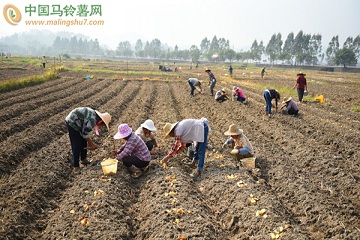 興業：農戶忙種冬馬鈴薯 ()