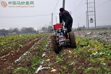 滕州洪緒鎮：雨雪來臨 黨員助農搶收馬鈴薯 ()