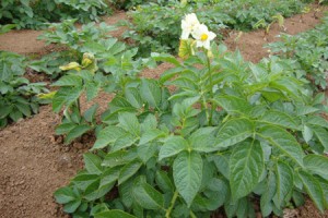圍場蒙古族自治縣軍豐馬鈴薯種植專業合作社 ()