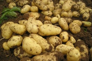 山東壽光市德恩蔬菜專業合作社 ()