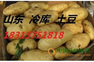 山東土豆批發價格18315751818