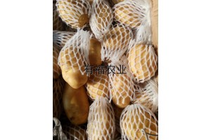 特價銷售優質荷蘭十五土豆