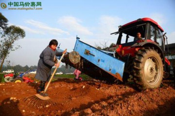 榮縣實現“馬鈴薯收獲機械化” ()