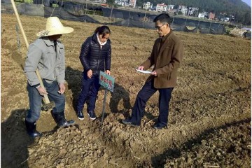福建明溪開(kāi)展馬鈴薯種植區(qū)域試驗(yàn) ()