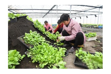 江西新余市：溫室大棚蔬菜俏銷(xiāo) ()