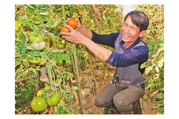 云南石屏縣：冬早熟蔬菜為民創富增收 ()