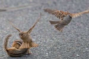 花栗鼠當街斗毆 麻雀勸架無功而返 ()