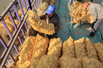 大興安嶺地區：脫毒種薯廣受歡迎 ()