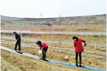 隴南徽縣創造現代農業種植模式 ()