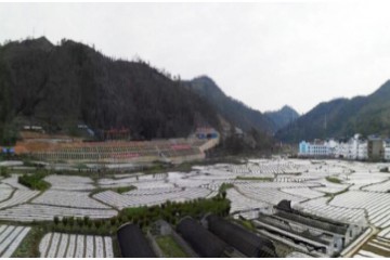 貴州羅悃鎮：早春蔬菜種植繁忙 ()