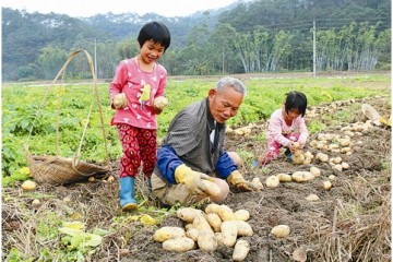 廣西容縣新土豆獲豐收 產量較去年大增 ()