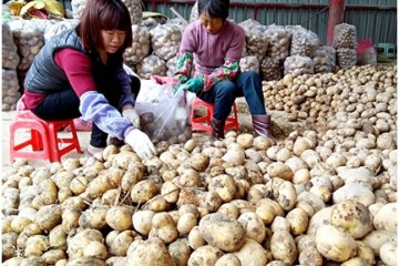 福建龍海新薯上市 成農民致富“金蛋” ()