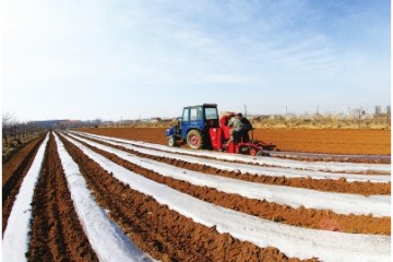 山東蓬萊：馬鈴薯機械化播種正當時 ()