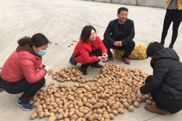 內蒙包頭市：春季種薯接受抽樣調查 ()