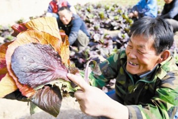 天津市引入紫白菜 長勢喜人 ()