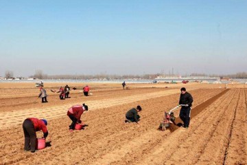 新疆瑪納斯縣：4000畝“金土豆”陸續開始播種 ()