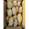 供應(yīng)新鮮荷蘭土豆
