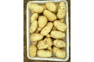 優質荷蘭十五馬鈴薯產地批發價格  山東萬畝土豆產地