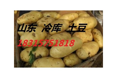 山東土豆價格18315751818 (0)
