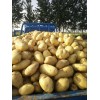 大量供應(yīng)黑土地 土豆，懂黑土的來