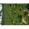 本人供應大量荷蘭15，100多畝，