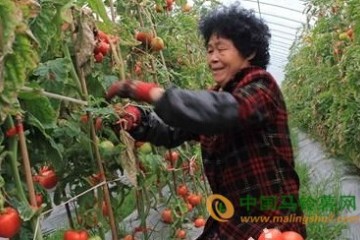 河南內黃縣果蔬是此案產地直供 ()