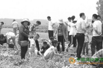 鄒城看莊：土豆文化節開幕 ()