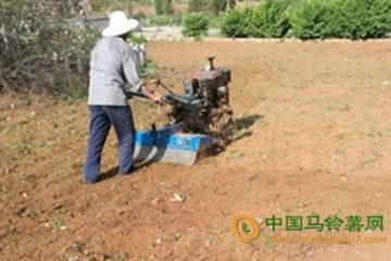山西省安澤縣：土豆種植助農增收 ()