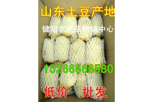 今日山東大棚荷蘭十五土豆大量上市批發價格