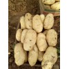 山東平陰大棚土豆大量供應，冷庫儲存開始了