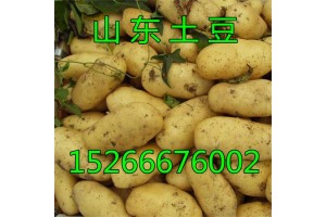 山東土豆產地批發價格，哪里荷蘭十五土豆價格便宜