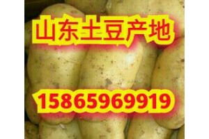 哪里是土豆批發產地 山東土豆價格行情