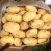 大量荷蘭十五