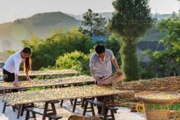 重慶石柱：特色土豆產業助農增收 ()