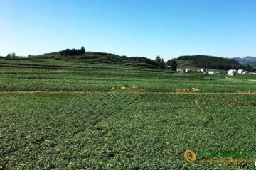 貴州威寧：小洋芋帶來大發展 ()