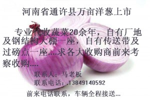 河南開封萬畝洋蔥/馬鈴薯/土豆上市，跪求洋蔥/土豆收購商