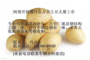 河南開封萬畝洋蔥/馬鈴薯/土豆上市，跪求洋蔥/土豆收購商