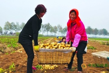 山東陽谷縣：脫毒種薯助農增收 ()
