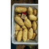 大量供應冷庫土豆