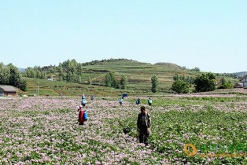 貴州威寧：脫毒種薯年產7500噸 ()