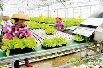 海南海口：蔬菜基地葉菜增產提質 ()